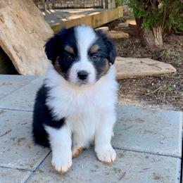 Ivy - AKC female - Black tri-color female Australian Shepherd puppy in Quebeck, Tennessee from KC Aussies TN