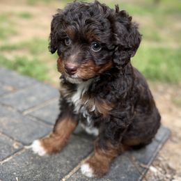 Aussiedoodle Puppies from Whiskey River Doodles