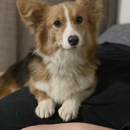 Visa - Pembroke Welsh Corgi