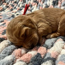 Red - Apricot Goldendoodle puppy in Canton, Georgia from Doodle Family