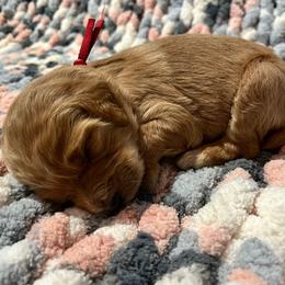 Red - Apricot Goldendoodle puppy in Canton, Georgia from Doodle Family