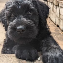 Giant Schnauzer Puppies from Riesenschnauzers von Reh Bach