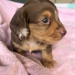 Dachshund Puppies from Meldox