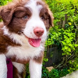 Border Collie Puppies from Titanya Walker