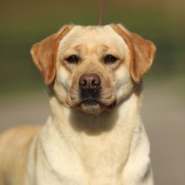 Penny - Labrador Retriever