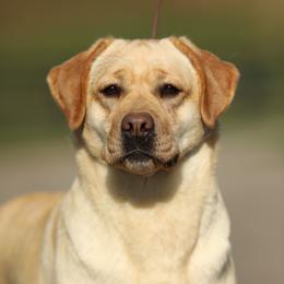 Penny - Labrador Retriever