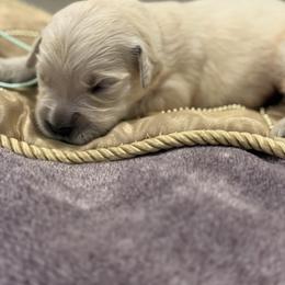Turquoise - Light golden female Golden Retriever puppy in Salt Lake City, Utah from Soaring golden retrievers