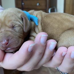 Vizsla Puppies from Carlson Vizslas
