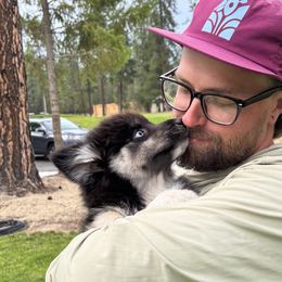 Pomskies from Washington Pomskies