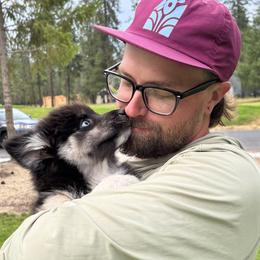 Pomskies from Washington Pomskies