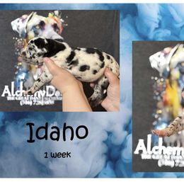 Great Dane Puppies from Alchemy Danes