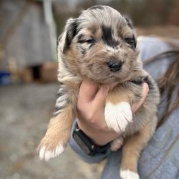 Negan - Blue merle male Australian Shepherd puppy in Nicholasville, Kentucky from Sugar Creek Aussies