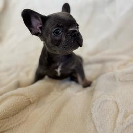 Girl 5 - Blue female French Bulldog puppy in City Of Industry, California from Cert. Frenchies