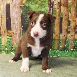 Sara Grey - Chocolate female Border Collie puppy in Avilla, Indiana from Borderline Kennels