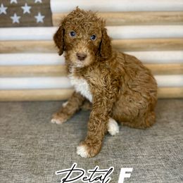 Petal - Red  female Goldendoodle puppy in Houston, Texas from Golden Life Doodles