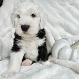 Old English Sheepdog and Sheepadoodle Puppies from The Great White Fluffalo