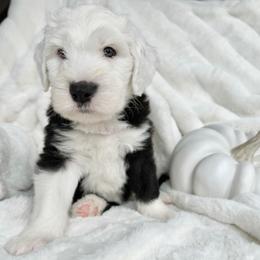 Old English Sheepdog and Sheepadoodle Puppies from The Great White Fluffalo