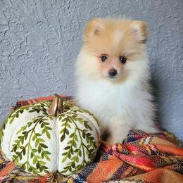 Rudy - Cream male Pomeranian puppy in Centralia, Illinois from Happy Paws