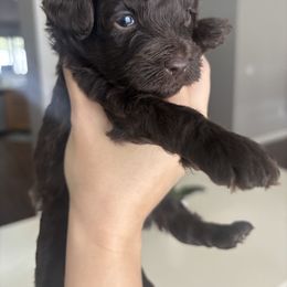 Rollo - Brown and white female Aussiedoodle puppy in Weeki Wachee, Florida from Pawprint Dreams Boarding and Kennel