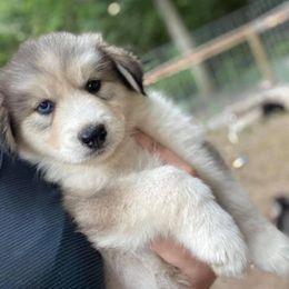 Siberian Husky Puppies from North Valley Huskies