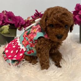 Lola - Red female Maltipoo puppy in Okc, Oklahoma from Diva’s Designer Dogs