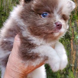 Girl 2 - Chocolate merle female Pomeranian puppy in Carrollton, Georgia from B AND R'S POMERANIAN'S
