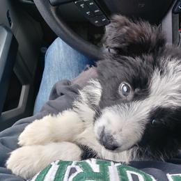 German Shepherd Puppies from Rain's Legacy German Shepherds