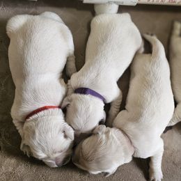 Girl - 2nd Pick - Light golden female Golden Retriever puppy in Citrus Heights, California from NorCalGoldens