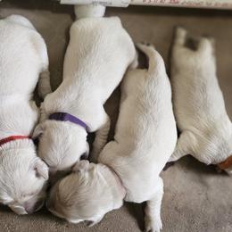 Girl - 2nd Pick - Light golden female Golden Retriever puppy in Citrus Heights, California from NorCalGoldens