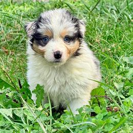 Kimi - Blue merle female Australian Shepherd puppy in Ashland, Ohio from SS Australian Shepherds