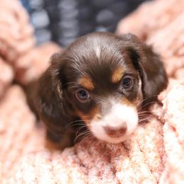 Flynn - Chocolate and tan male Dachshund puppy in Eaton, Ohio from Miniature Alphas Dachshunds