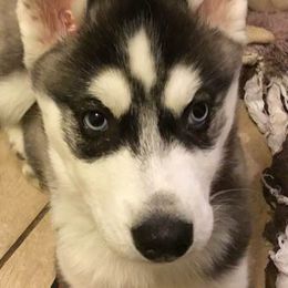 Siberian Huskies from Gander Farms
