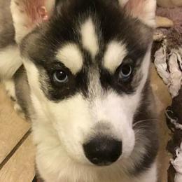 Siberian Huskies from Gander Farms