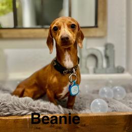 Dachshunds from Heather Gonzalez