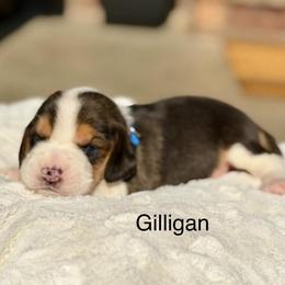 Gilligan - Black tan and white male Beagle puppy in Mansfield, Missouri from Rippee Creek Kennel