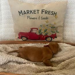 Red Collar Male - Yellow male Labrador Retriever puppy in Hurtsboro, Alabama from PARK’s Family Farm