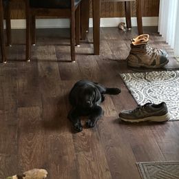 Labrador Retriever Puppies from Hunter’s Moon Retrievers