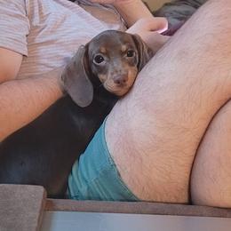 Macchiato - Dachshund