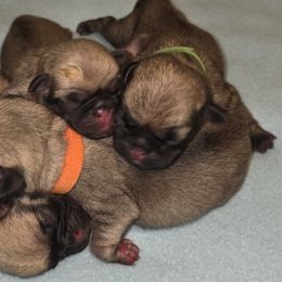 Boy 1 - Fawn male Pug puppy in New Braunfels, Texas from Kex Pug Haus