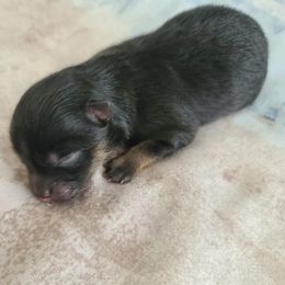 Perdy - Black and tan female Pomeranian puppy in Coral Springs, Florida from PinkPawPomeranians