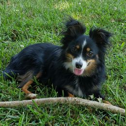 Woody - Toy Australian Shepherd
