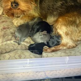 Boy 2 - Black and tan male Yorkshire Terrier puppy in Pomona, California from Lunio's Yorkies