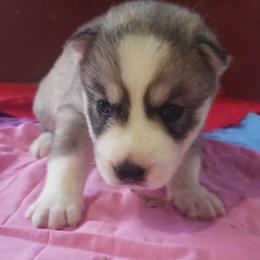 Girl 2 (no spots) - Gray and white female Siberian Husky puppy in Mccool Junction, Nebraska from Sininger Lagoon