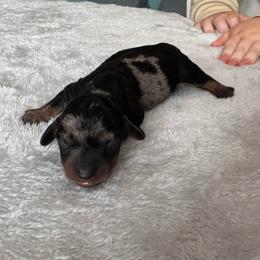 Sparkle - Dapple female Dachshund puppy in Live Oak, Florida from Johnson’s Weiner Farm