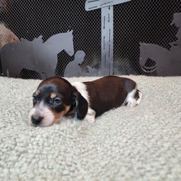 Boy 1 - Piebald male Dachshund puppy in Lindsay, California from Lewis Creek Dachshunds