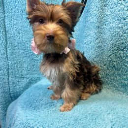 NOVA - Chocolate and tan female Yorkshire Terrier puppy in Shelton, Washington from Cute Yorkies