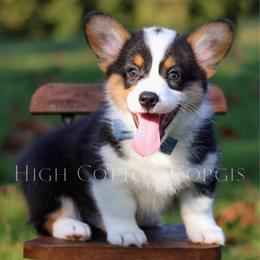 Vincent (Vince) - Black and tan male Pembroke Welsh Corgi puppy in Benton, Arkansas from High Cotton Corgis