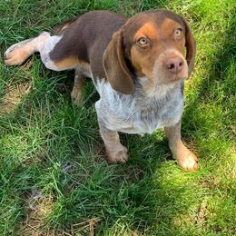 Meadow - Beagle