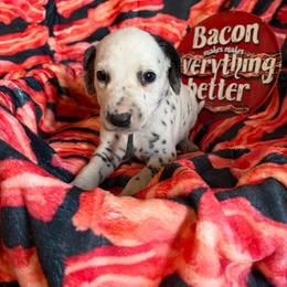 Sausage- Black - White and black male Dalmatian puppy in Claremore, Oklahoma from Lotsofdots Dalmatians