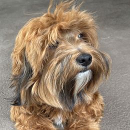 Benji - Havanese